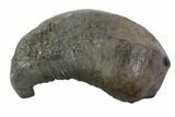 Fossil Whale Ear Bone - Miocene #95731-1